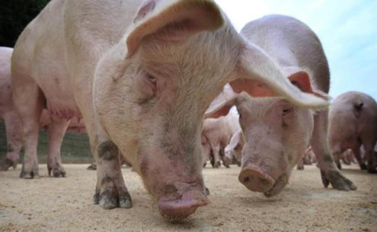 El coronavirus comienza a afectar a las exportaciones malagueñas de porcino a China