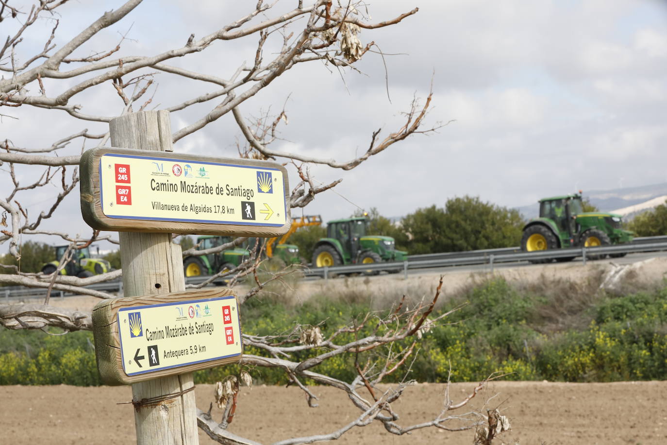 Las manifestaciones de agricultores y ganaderos que están recorriendo España desde el pasado mes de enero para protestar contra los bajos precios del aceite de oliva y de los productos hortofrutícolas han llegado a la provincia con una gran tractorada en el municipio de Antequera.