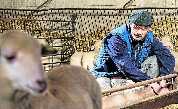 Javier Ayechu llama a sus corderos a comer en su granja de Carcastillo.