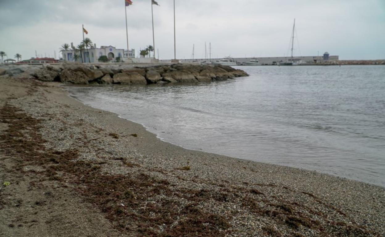 Algas en la playa junto al puerto deportivo de Marbella