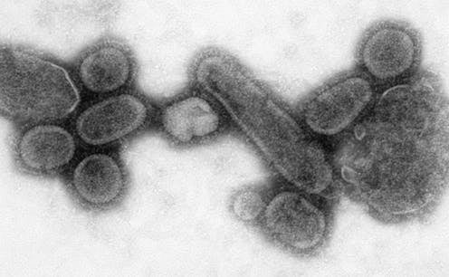 El virus que surgió del frío