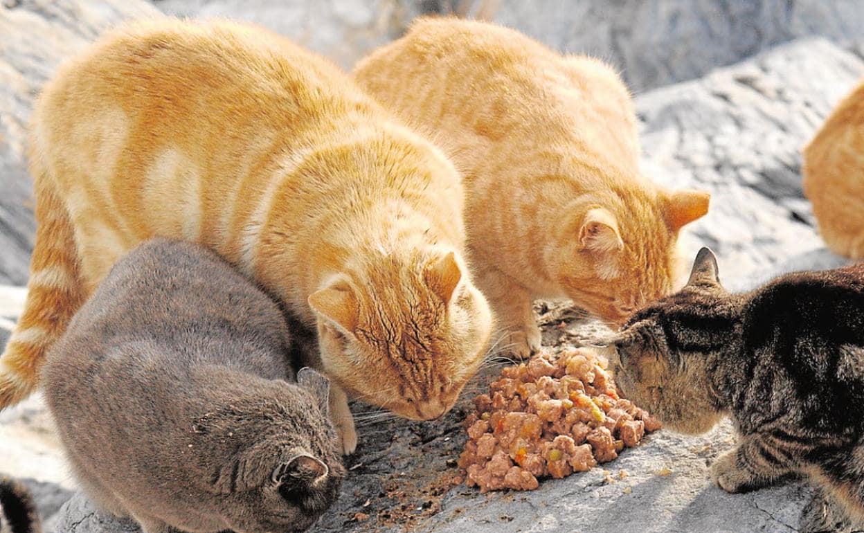 Permanecer Calvo Oral Alimentar a las colonias de gatos callejeros es una causa autorizada para  salir de casa | Diario Sur
