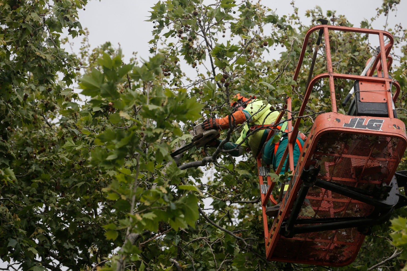 Limpieza de árboles y ramas con peligro de desprendimiento este viernes el Paseo de los Curas.