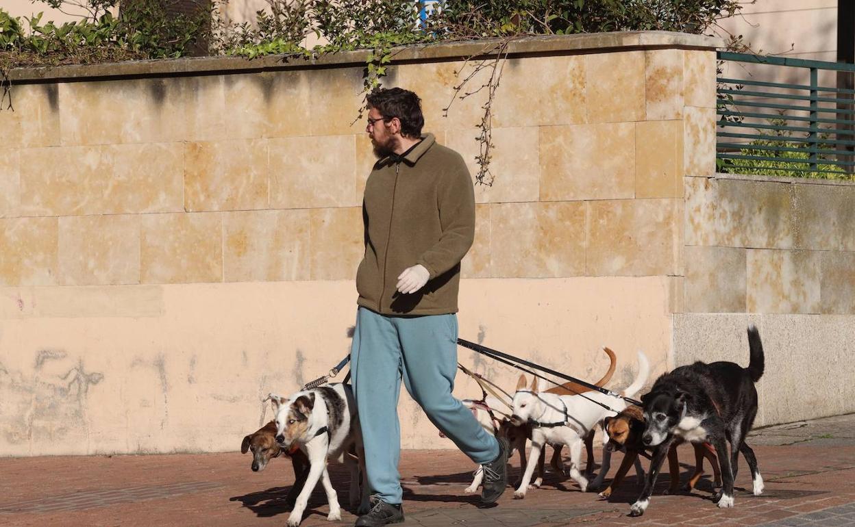 Los ayuntamientos no pueden regular las distancias a las que se debe pasear al perro, según Interior