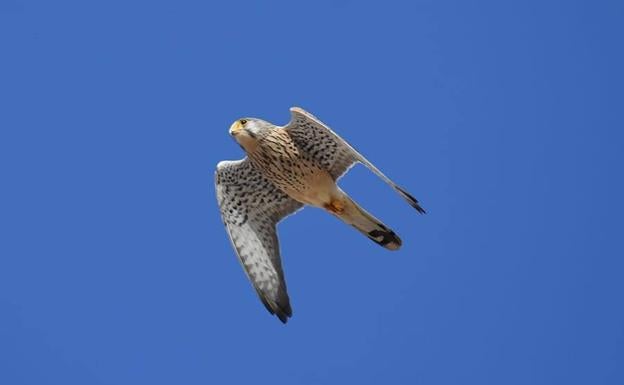 Rapaces como los cernícalos se escuchan ahora con más frecuencia. 