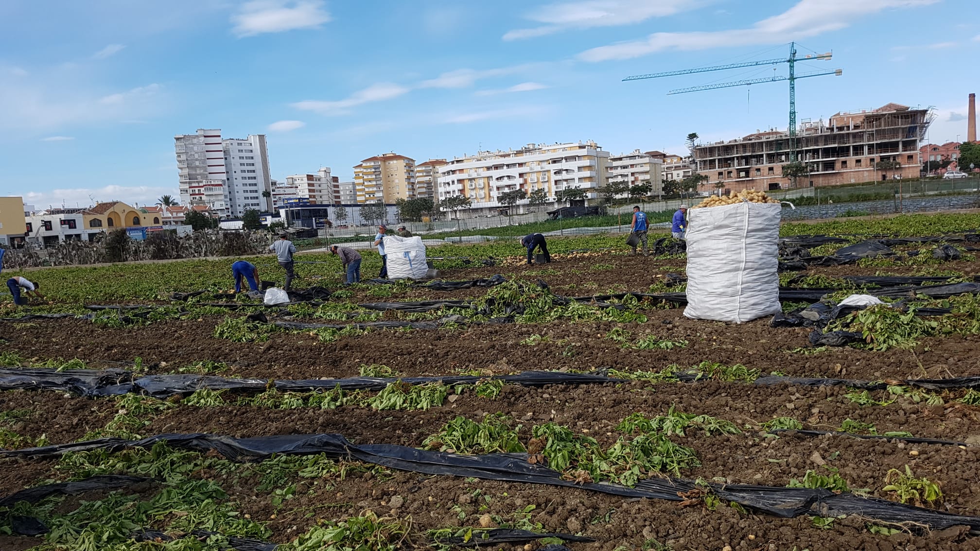 La patata extra temprana de Málaga mantiene sus precios a pesar del cierre de la restauración y la hostelería