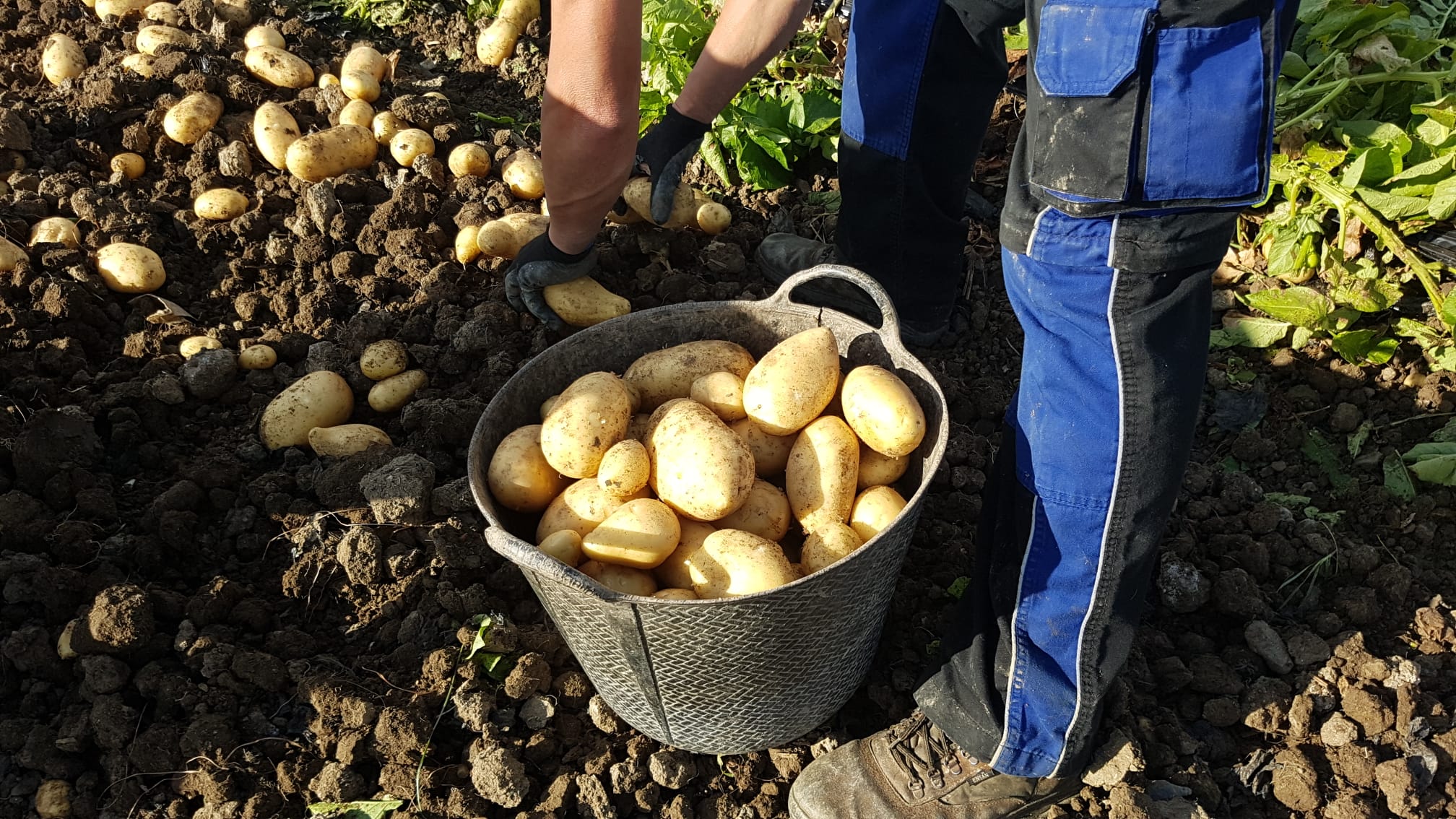 La patata extra temprana de Málaga mantiene sus precios a pesar del cierre de la restauración y la hostelería