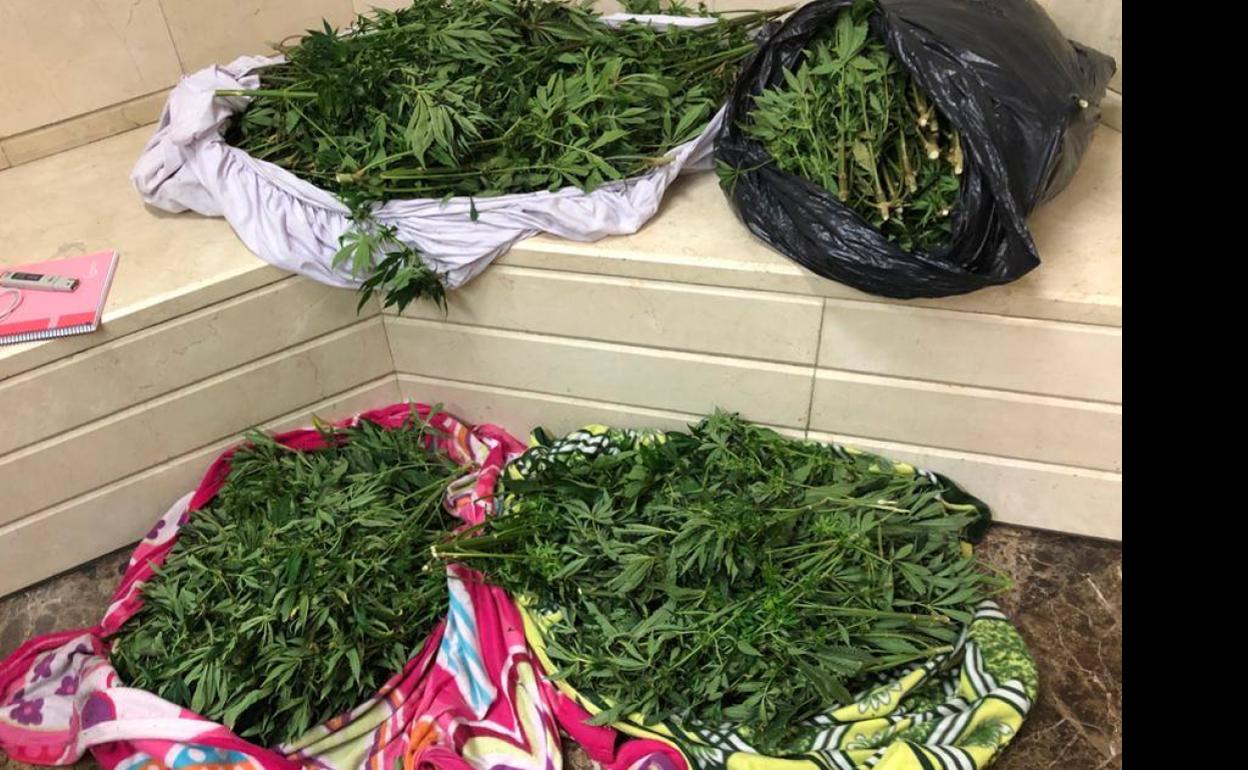 La marihuana intervenida en el interior del coche 