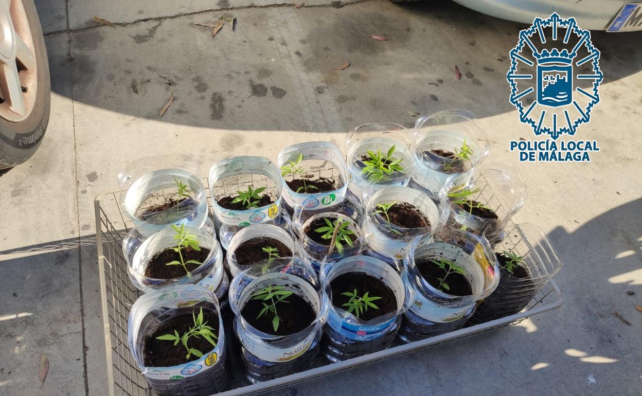 Imagen de las plantas intervenidas. 