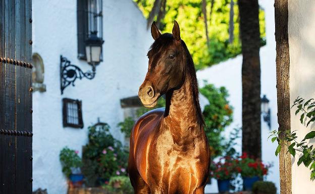 'Malagueño FSR', un caballo de seis años de la Ganadería Francisco Santiago, en el que Martín Dockx tiene fundadas esperanzas por su potencial de competición. 