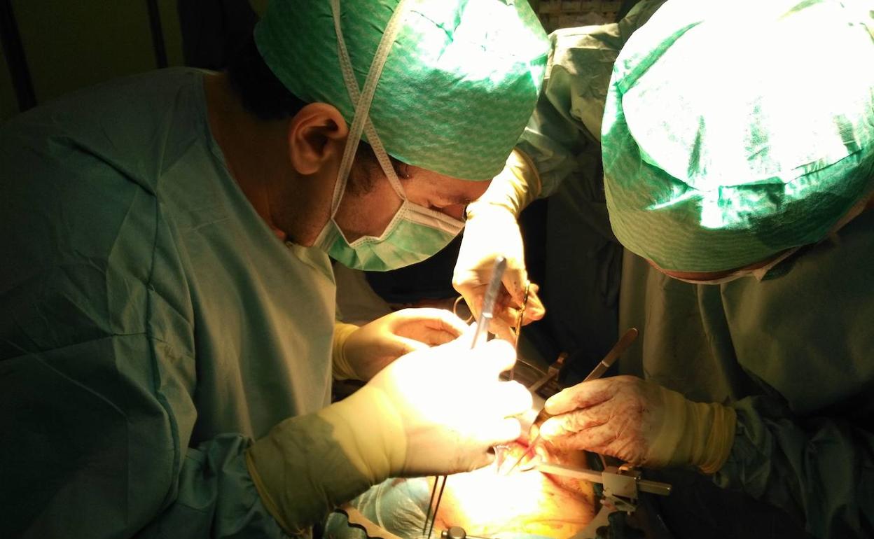 Imagen de archivo de un trasplante. 