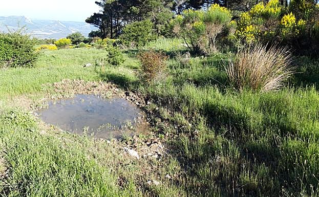 Imagen principal - Premian un proyecto para la recuperación de hábitats de anfibios en la Gran Senda de Málaga