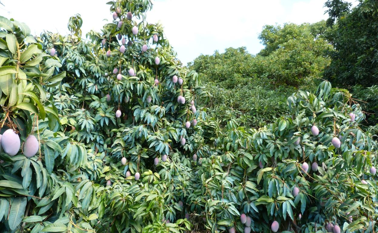 Plantación de mango. 