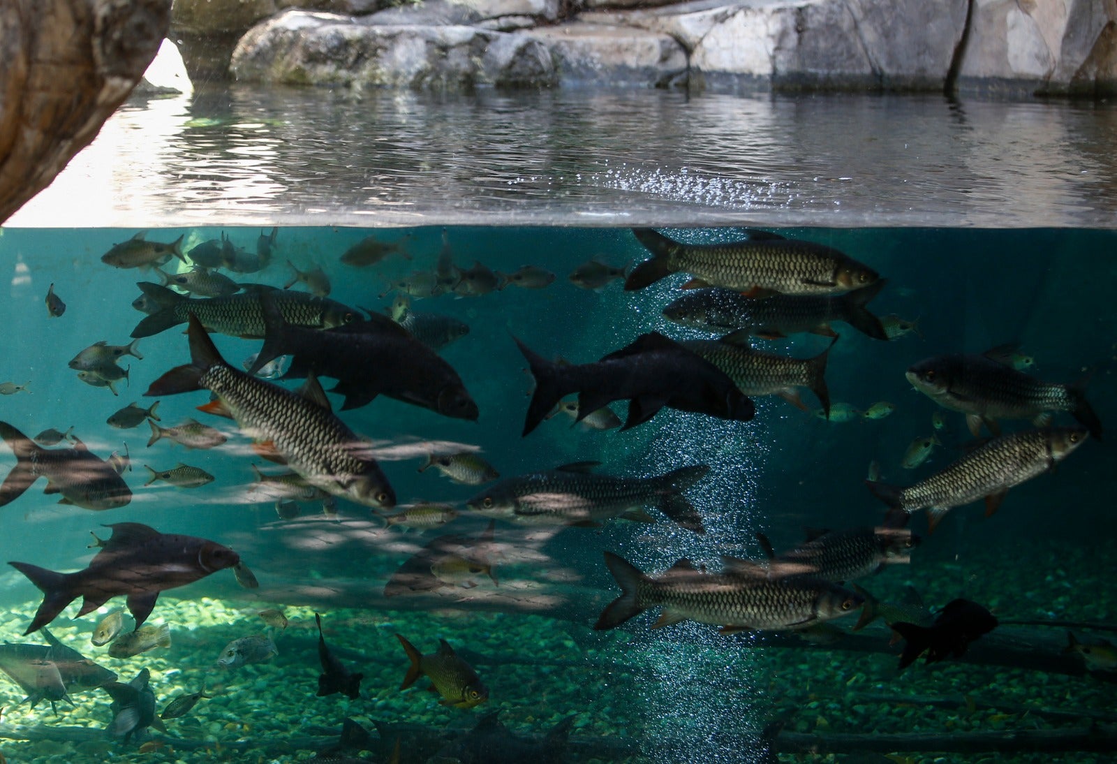 El centro zoológico se convertirá en el primer parque de ocio que abra al público