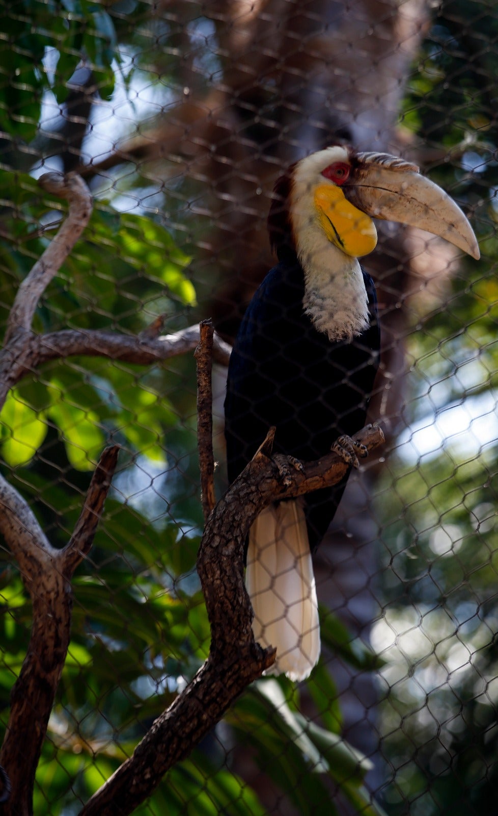 El centro zoológico se convertirá en el primer parque de ocio que abra al público