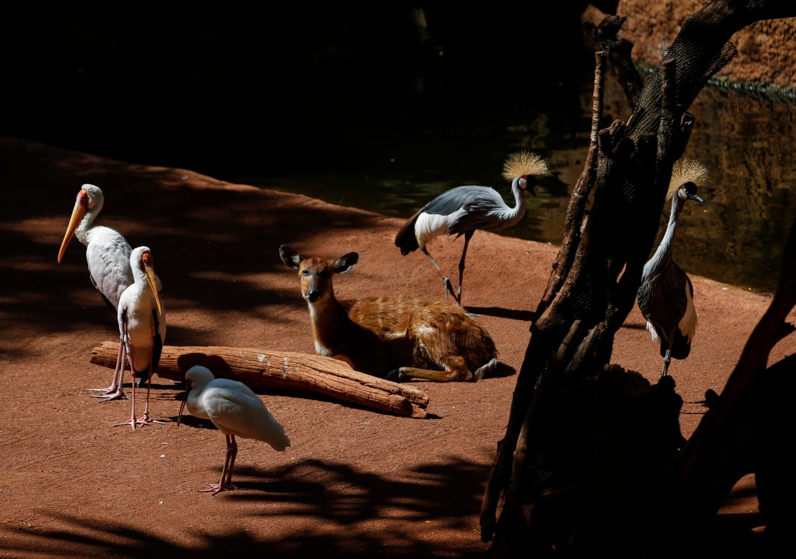 El centro zoológico se convertirá en el primer parque de ocio que abra al público