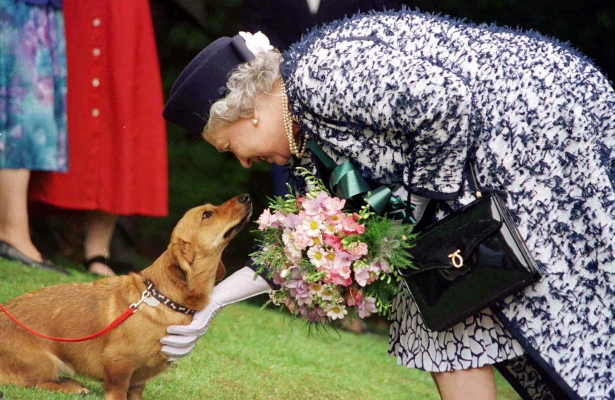 Los perros de raza corgi de Isabel II, criados como reyes