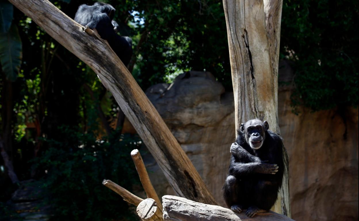 Julieta, una de las chimpancés de más edad que viven en Bioparc