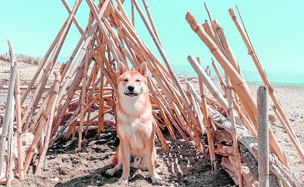 Chincheta, el perro de Rosa Porras posa en la playa de la desembocadura del Guadalhorce.