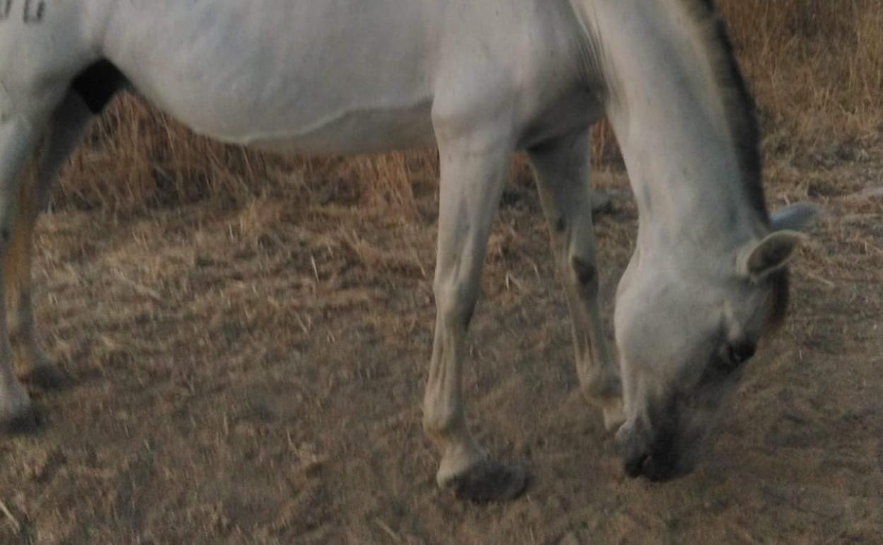 Encuentran una yegua de pura raza apuñalada y descuartizada en un terreno de Campanillas