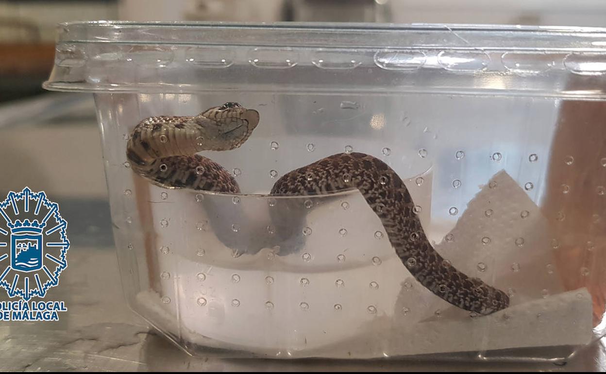 Denuncian al vendedor de una serpiente por enviarla a Málaga en una caja precintada y sin ventilación