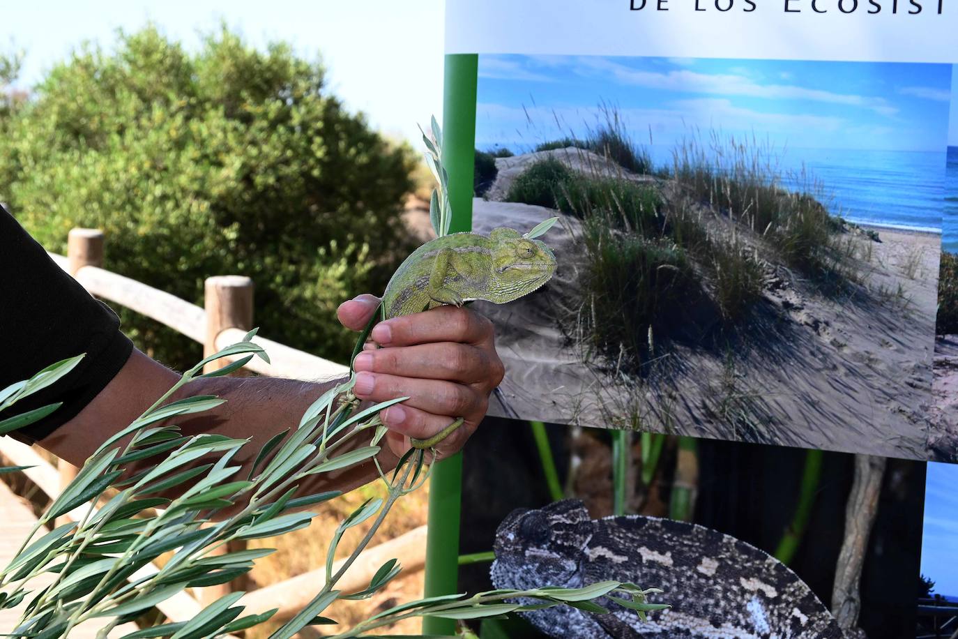 Fotos: Sueltan dos parejas de camaleones en las Dunas de Artola de Marbella