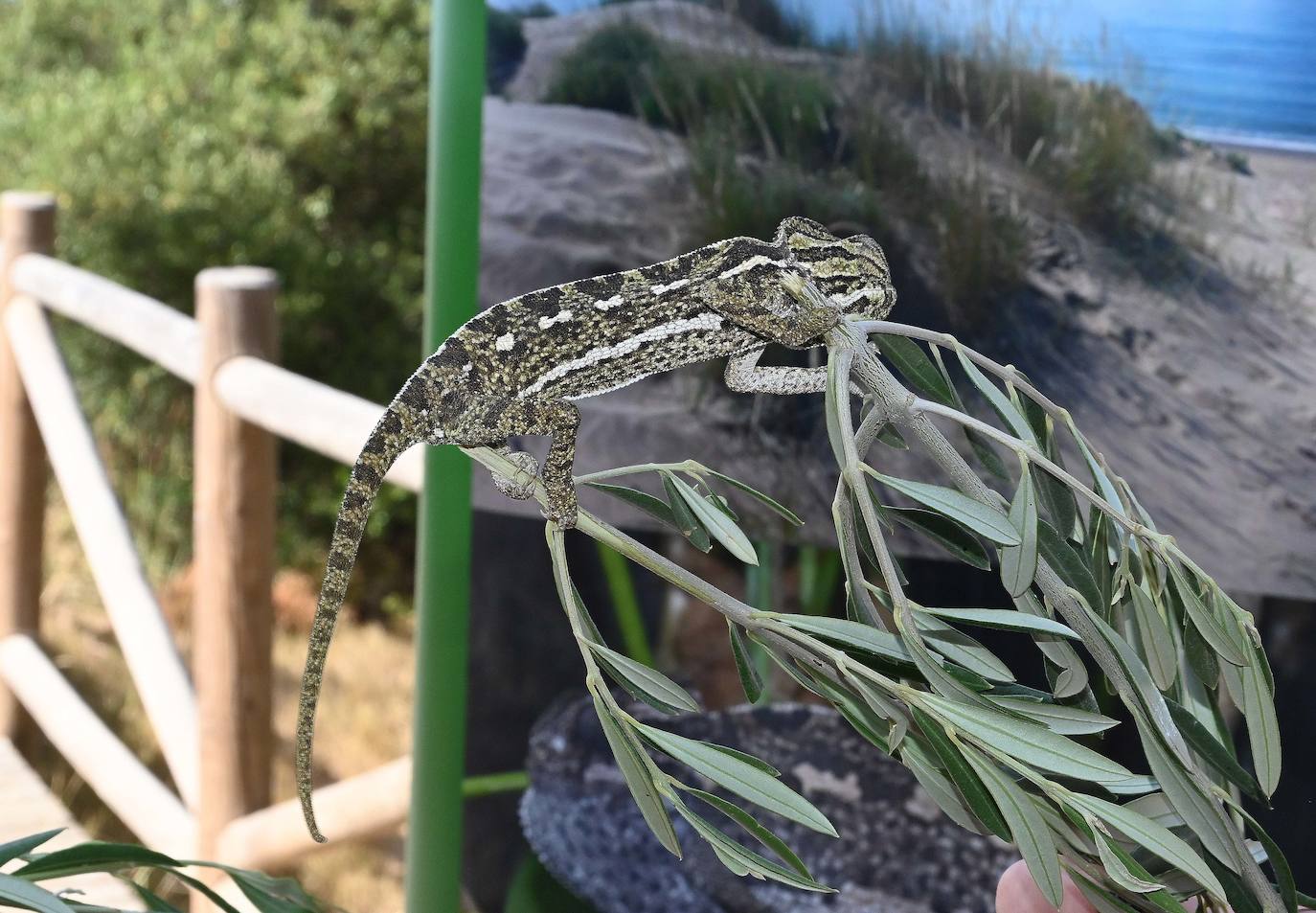 Fotos: Sueltan dos parejas de camaleones en las Dunas de Artola de Marbella