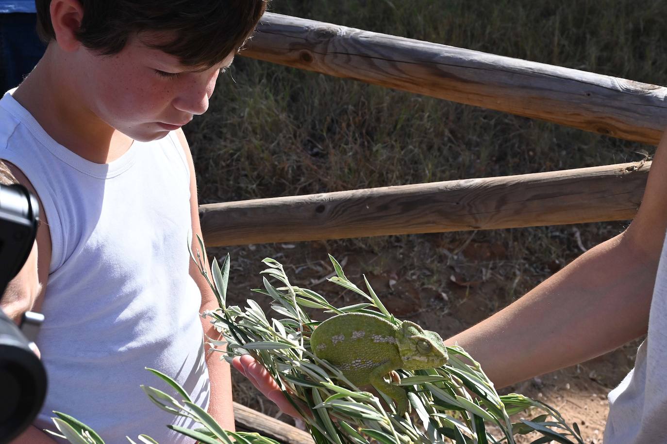 Fotos: Sueltan dos parejas de camaleones en las Dunas de Artola de Marbella