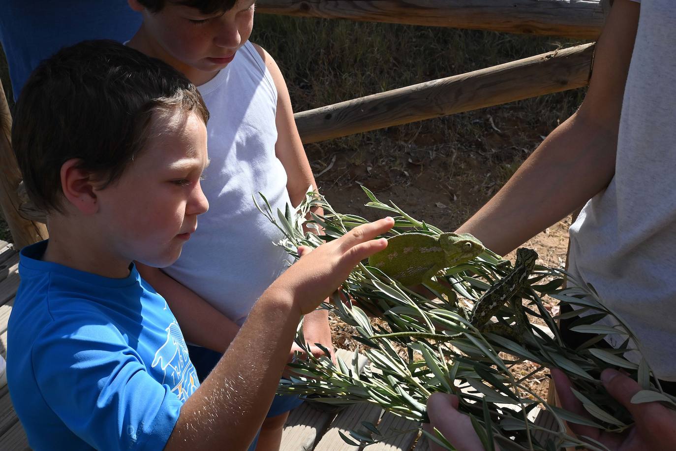 Fotos: Sueltan dos parejas de camaleones en las Dunas de Artola de Marbella