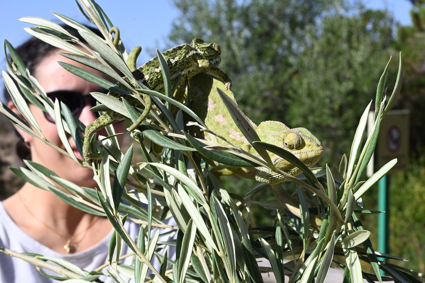 Fotos: Sueltan dos parejas de camaleones en las Dunas de Artola de Marbella