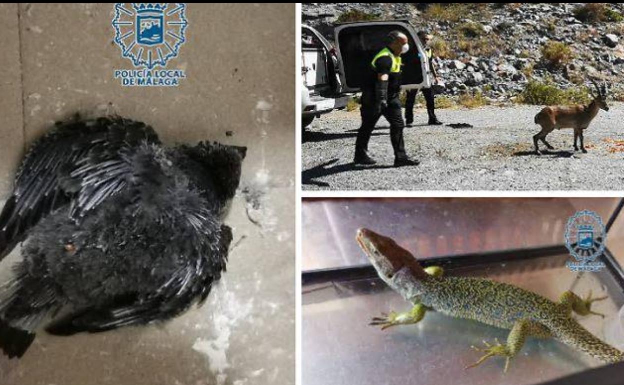 Capturan cinco animales en una tarde en Málaga: un lagarto ocelado, un cernícalo, un vencejo, una culebra de herradura y una cabra montés