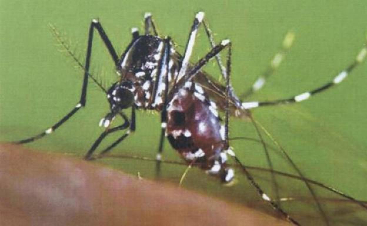 Imagen de un mosquito tigre. 