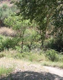 Imagen secundaria 2 - Poza del Turón. El camino se ha batuizado con el nombre de un vecino muy querido en El Burgo. El recorrido tiene sombra en muchos tramos, pero también se expone en otros al sol.