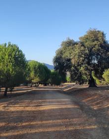 Imagen secundaria 2 - Punto donde se cruzan esta ruta y la etapa variante de la Gran Senda de Málaga.Panel explicativo sobre el pinar. Se alternan los carriles anchos con otros caminos más angostos.