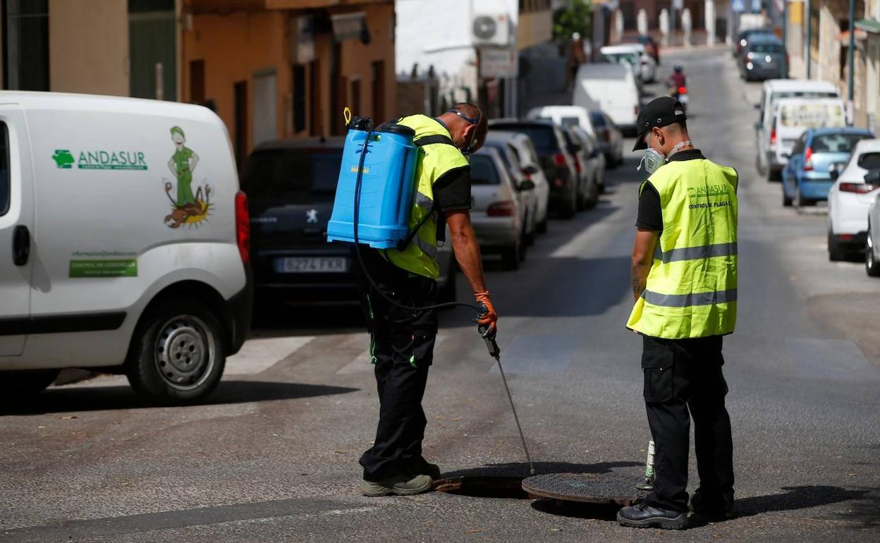 La primera línea contra los bichos en Málaga