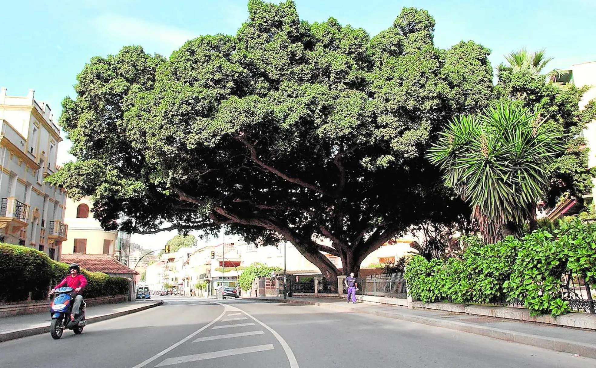 Details 100 árboles de málaga ciudad