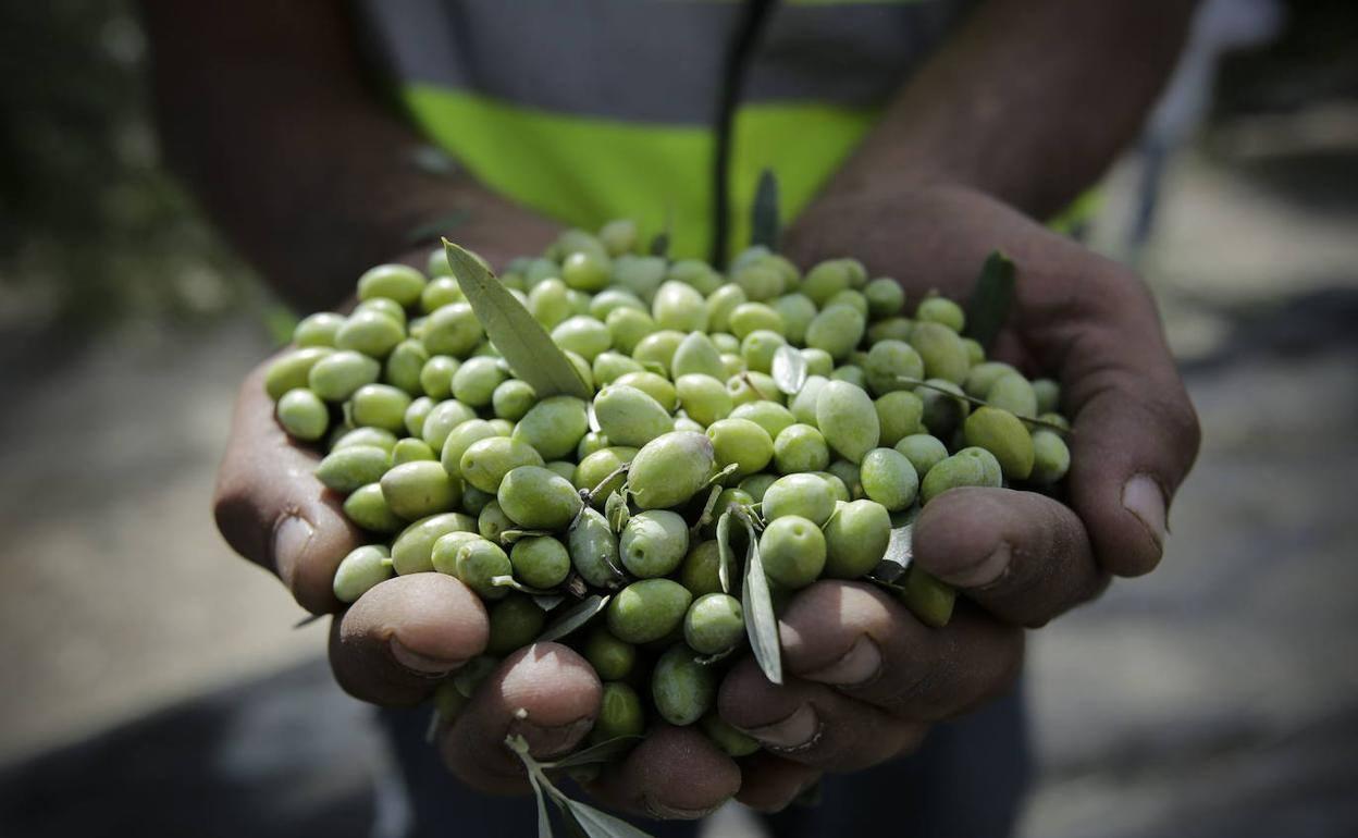 El secreto de las cooperativas andaluzas para ganar la batalla a la pandemia