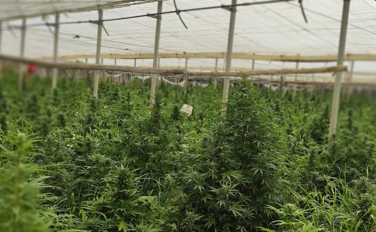 Nuevo golpe a los latifundios de marihuana en la Axarquía: tres invernaderos con 10.000 plantas