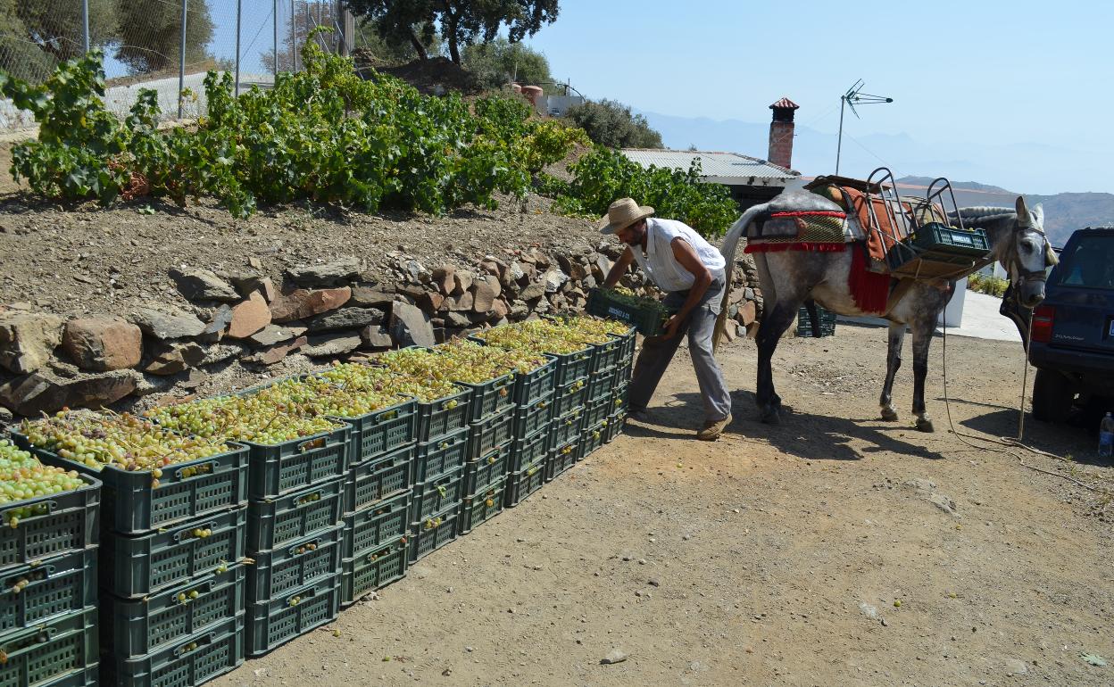 Un agricultor, recolectando uvas moscatel en la Axarquía. 