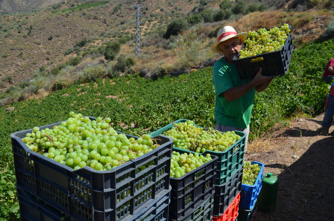 Los viticultores esperan recoger cuatro millones de kilos de uva, aunque el parón de la hostelería hará caer los precios y complica las ventas.