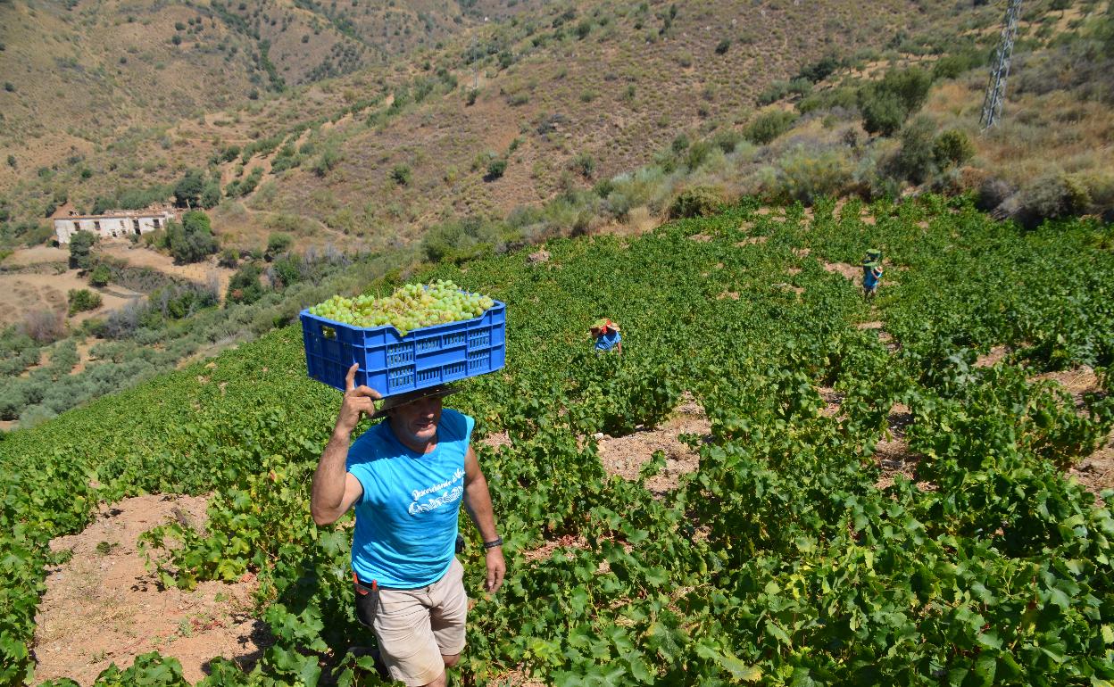 Los vendimiadores tienen que trabajar en pendientes de hasta 45 grados, a pleno sol. 