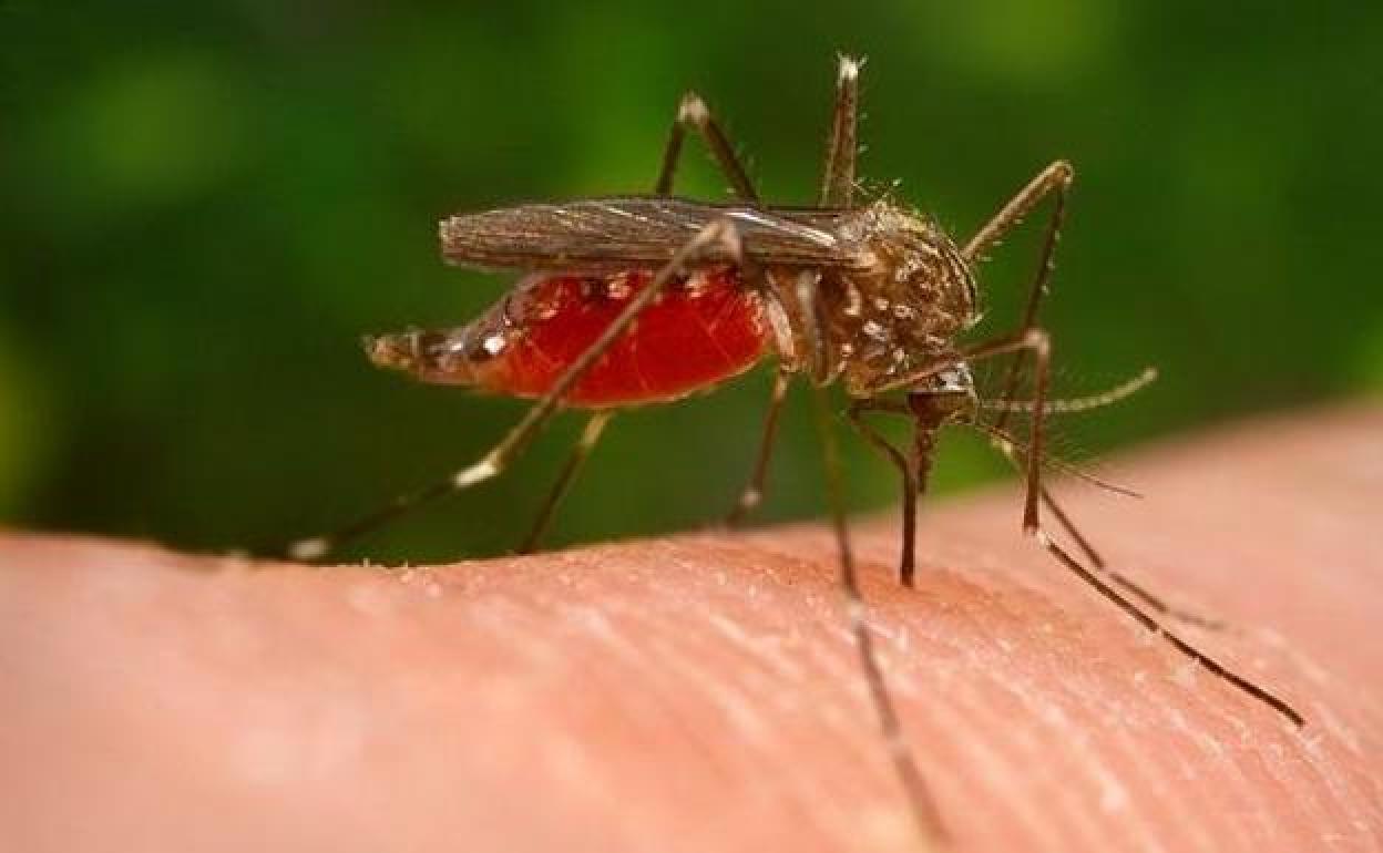Primera víctima mortal del brote del virus del Nilo, provocado por la picadura de un mosquito