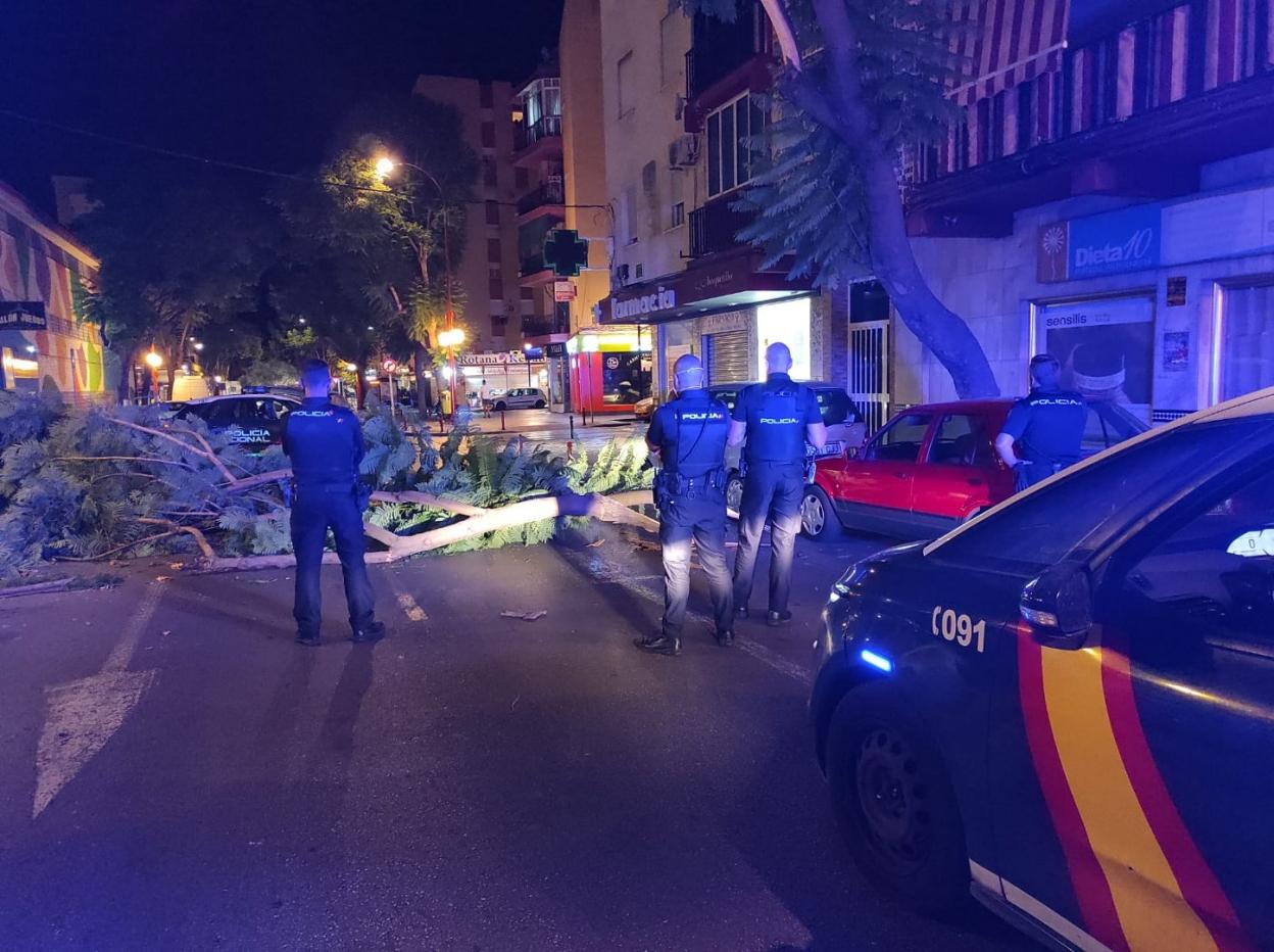 Una rama bloquea la avenida Mijas