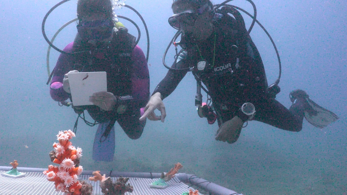 Fotos: Limpieza de los fondos marinos de Málaga para conservar los corales