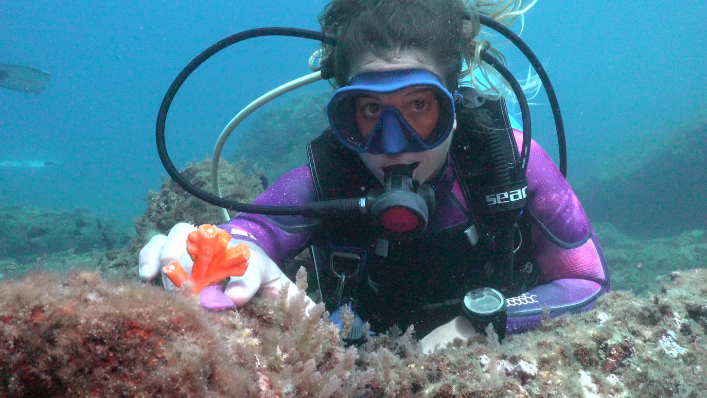 Fotos: Limpieza de los fondos marinos de Málaga para conservar los corales