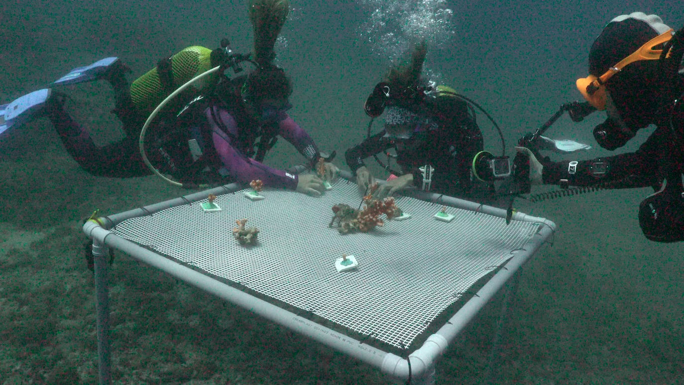 Fotos: Limpieza de los fondos marinos de Málaga para conservar los corales