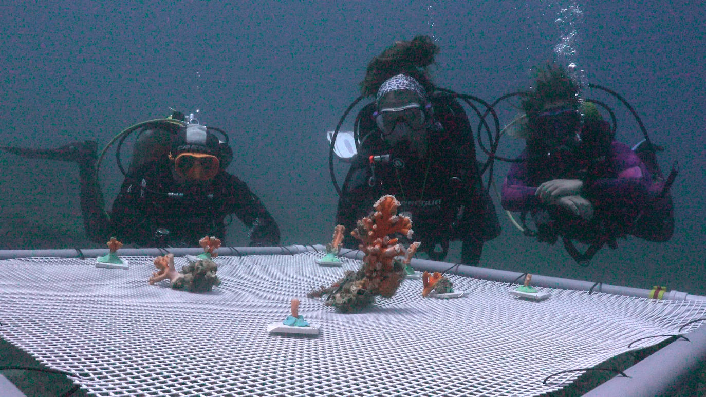 Fotos: Limpieza de los fondos marinos de Málaga para conservar los corales