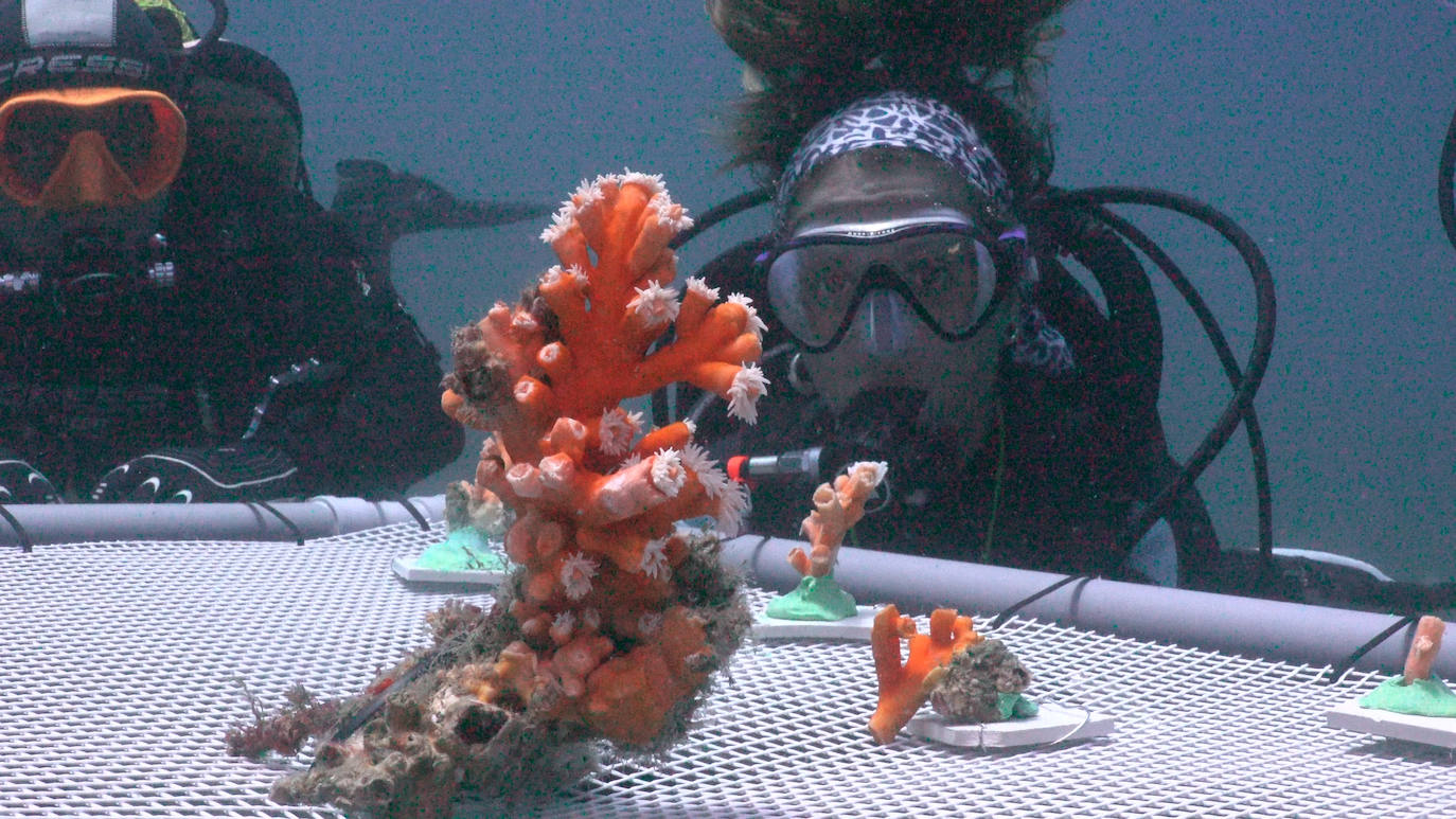 Fotos: Limpieza de los fondos marinos de Málaga para conservar los corales