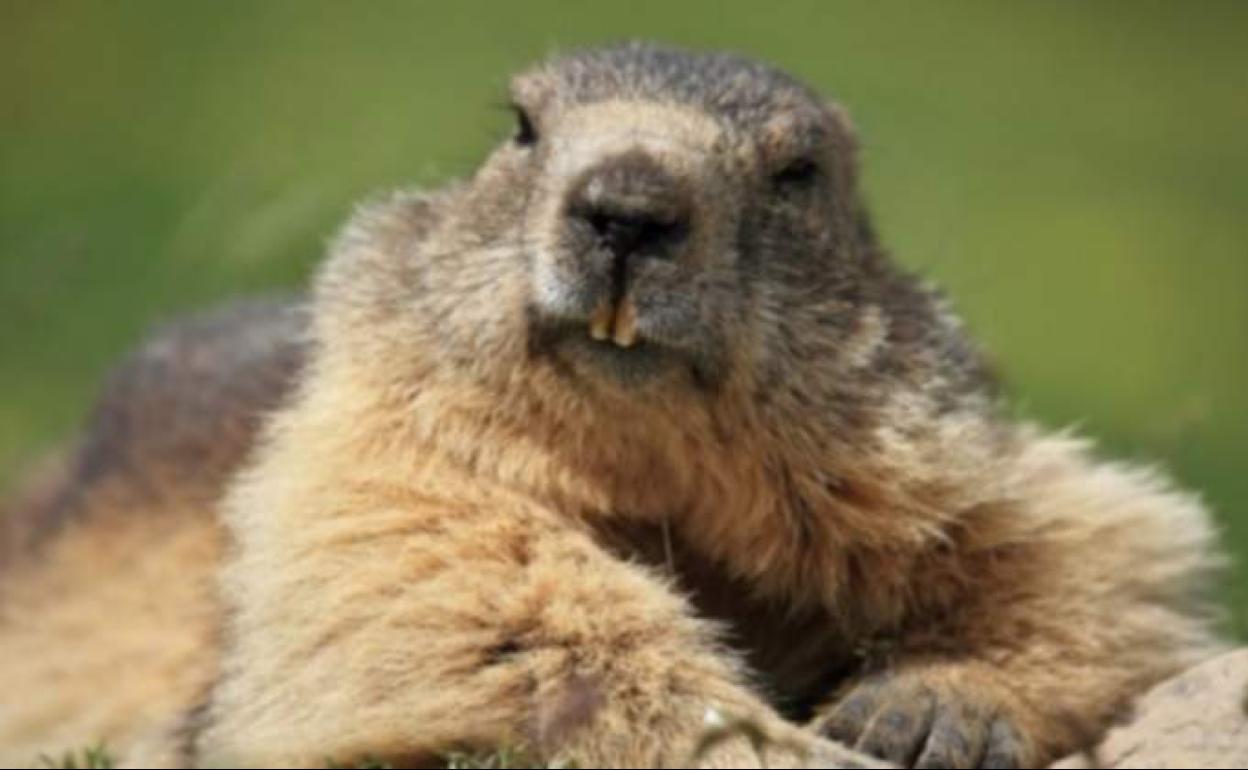 Ejemplar de marmota.