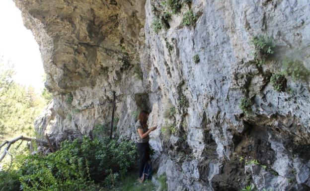Una investigadora, en el hábitat natural de la planta. 